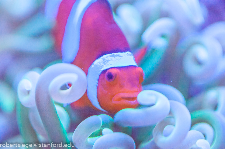 nemo 